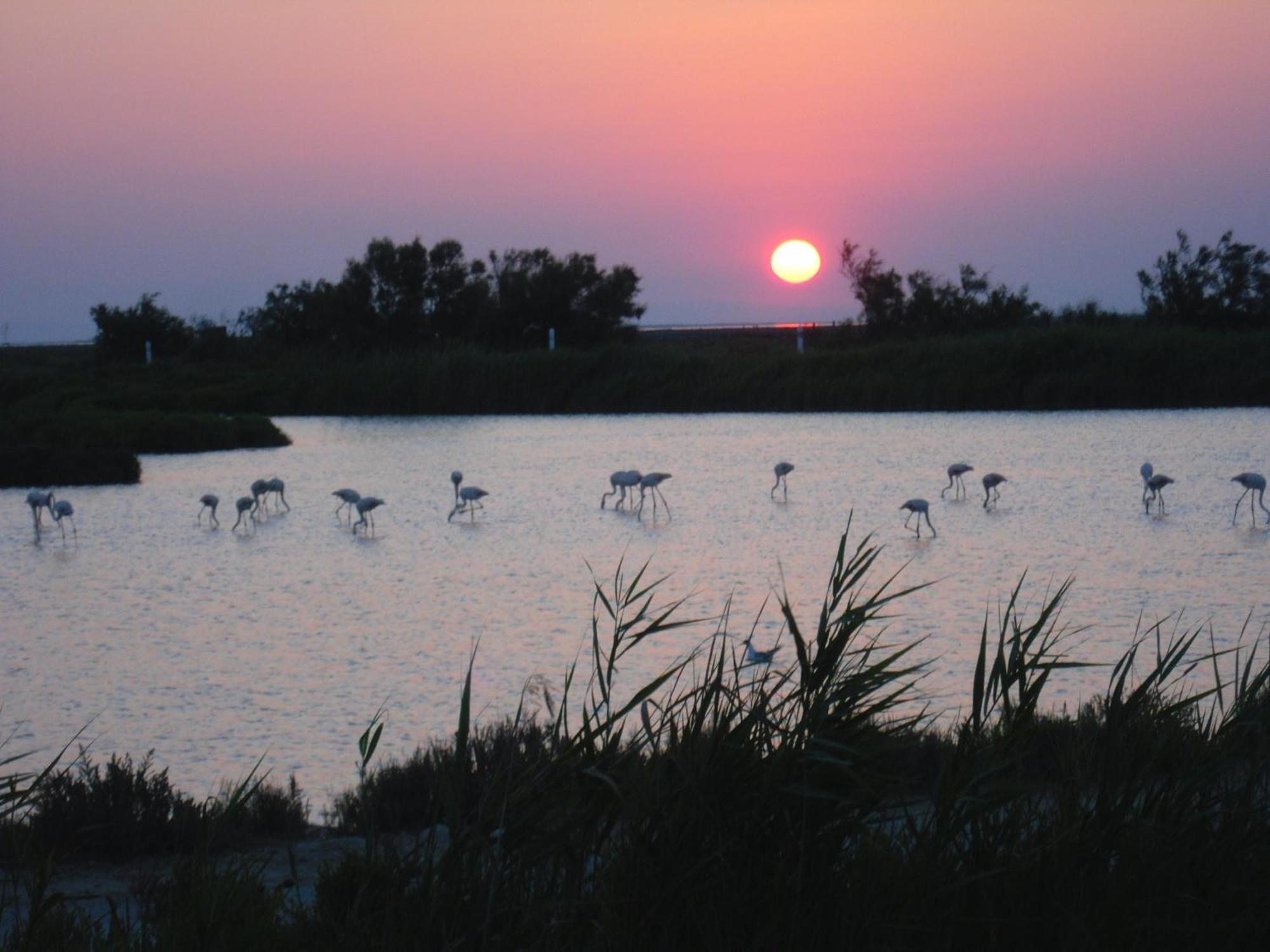 Chambre Les Flamants, Avec Vue Imprenable Sur Les Etangs, Les Oiseaux, La Nature, Petit Dejeuner Compris Saintes-Maries-de-la-Mer Exterior foto